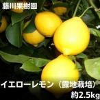 レモン イエローレモン 露地栽培