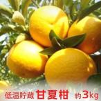 甘夏柑 低温貯蔵 柑橘 フルーツ