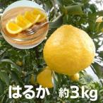 はるか 柑橘 約3kg