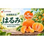 はるみ 柑橘 みかん