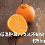不知火 低温貯蔵ハウス みかん 柑橘