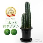 fu.... налог 2026 год 3 месяц сверху .~ отправка [ декоративное растение ] 2 шт.@.. стойка кактус 50cm~70cm Green Farm M IB075-006 декоративное растение * Hokkaido * Okinawa * отдаленный остров рассылка не.. Кагосима префектура палец . город 