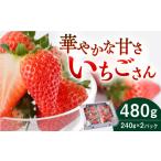 いちごさん 240g×2パック