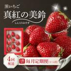 産いちご 真紅の美鈴 4ヶ月定期便 フルーツ