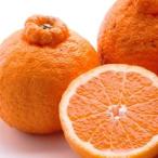 ふるさと納税 ＜2月より発送＞家庭用 不知火2.5kg＋250g（傷み補償分）◇【デコポンと同品種・人気の春みかん】 わけあり 訳あり ワケアリ ※.. 和歌山県美浜町