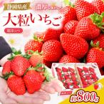 新鮮大粒いちご 伊豆紅ほっぺ厳選 約400g×2パック