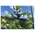 fu.... налог [ обработка оптимальный | рефрижератор ] Awaji Island лошадь раз сборник .. голубика 1kg Hyogo префектура юг ... город 