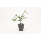 fu.... налог [ ограниченное количество ] лес. черная икра палец lime C-383 Saga префектура сверху . блок 