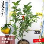 柑橘類 甘夏みかん 3年生 苗木