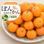 2027年発送 ぽんかん 約5kg