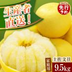 土佐文旦 9.5kg