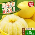 土佐文旦 4.5kg