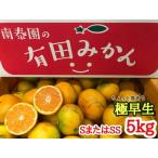 極早生 有田みかん 約5kg
