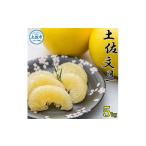 ふるさと納税 ＜先行予約 2026年2月上旬より順次発送＞ 高知県産 土佐文旦 贈答用 5kg【種田農園】 高知県土佐市