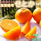 温室栽培 せとか 特選 約5kg