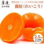 予約受付 麗紅 れいこう ハウス栽培 唐津産 2.5kg