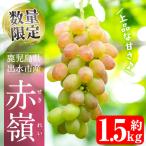 i213 赤嶺 セキレイ 計約1.5kg