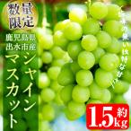i214 シャインマスカット 計約1.5kg