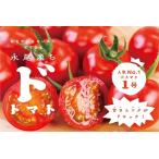 fu.... налог [ популярный ]...kok.do класс!do помидор 1 номер ... овощи :B140-010 Saga префектура Saga город 