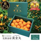 完熟 金柑 黄金丸 約1kg