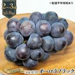 ぶどう オーロラブラック 1.2kg