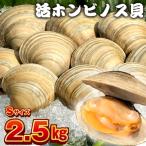 漁師直送 活ホンビノス貝2.5kg Sサイズ