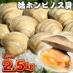 漁師直送 活ホンビノス貝2.5kg Lサイズ