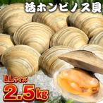 漁師直送 活ホンビノス貝2.5kg LLサイズ