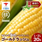 2027年夏発送 とうもろこし ゴールドラッシュ