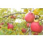 ふるさと納税 りんご(あいかの香り)5kg ご家庭用 0075-2513 山形県上山市
