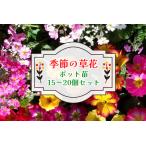 季節の草花 詰め合わせ ポット苗 花苗 宿根草