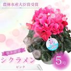 シクラメン ピンク系 5号鉢 花 根本園芸 農林水産大臣賞