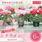 シクラメン 色 おまかせ 6号鉢 根本園芸 花