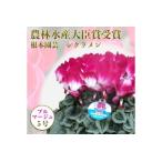 ふるさと納税 【先行予約】シクラメン プルマージュ 5号鉢 花ギフト 根本園芸 | シクラメン 農林水産大臣賞 福島県南相馬市