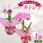 内にて栽培 愛情いっぱい洋蘭 カトレア鉢花大輪