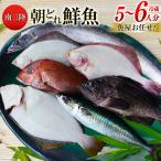 鮮魚 詰め合わせ 朝どれ鮮魚BOX 5 6人前