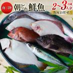 鮮魚 詰め合わせ 朝どれ鮮魚BOX 2 3人前