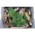 勤成丸の生牡蠣 千姫 約2.0kg入