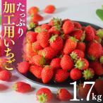 いちご 加工用いちご 1.7kg