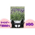 ラベンダー ほのか 5号鉢 ※2026年5月中旬頃