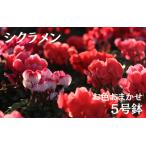 シクラメン お色おまかせ 5号鉢 ※11月上旬~11月下旬頃発送