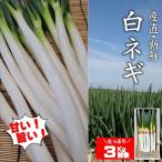 長ねぎ 白ねぎ 3kg前後