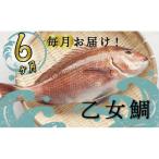 乙女鯛定期便 6ヶ月