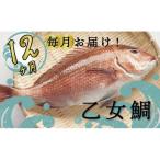 乙女鯛定期便 12ヶ月