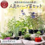 元気な ハーブ苗9ポットセット _花 観葉植物
