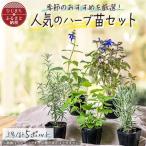 ガーデニング に欠かせないのハーブ苗 5ポットセット