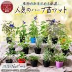 元気な ハーブ苗16ポットセット _花 観葉植物