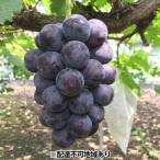 ぶどう 2026年 ブラックビート 約2kg