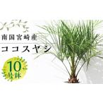 南国宮崎産 ココスヤシ 10号鉢 観葉植物