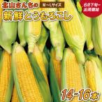 北山さんちの新鮮 とうもろこし キャンプ
